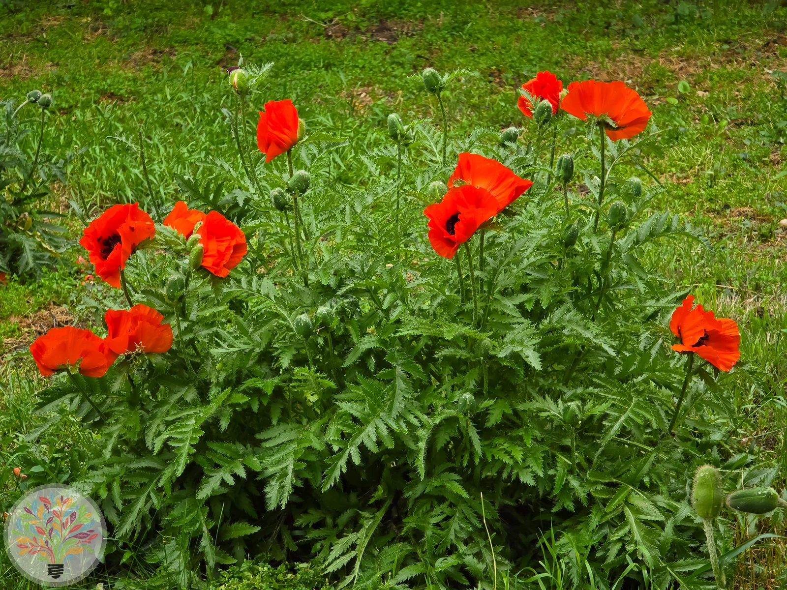 Türkischer Mohn – Bild 3 von 3