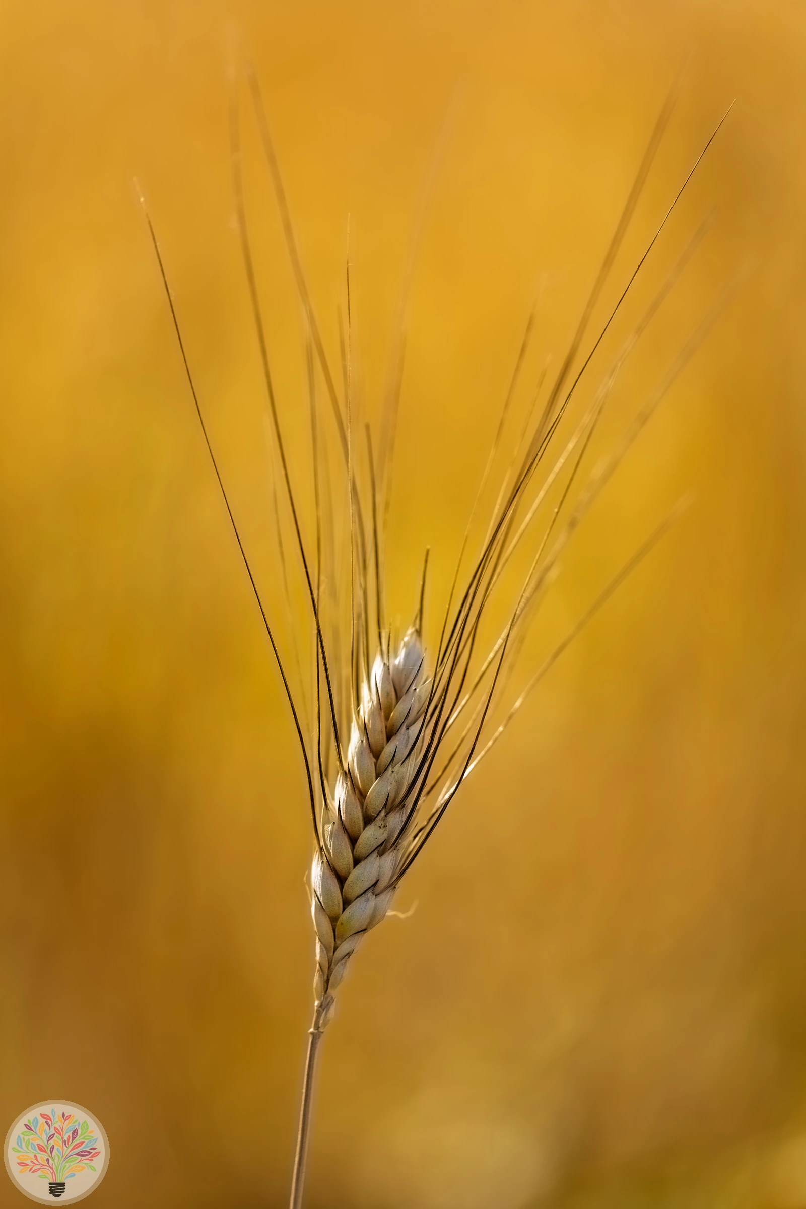 Triticum aestivum – Afbeelding 3 van 5