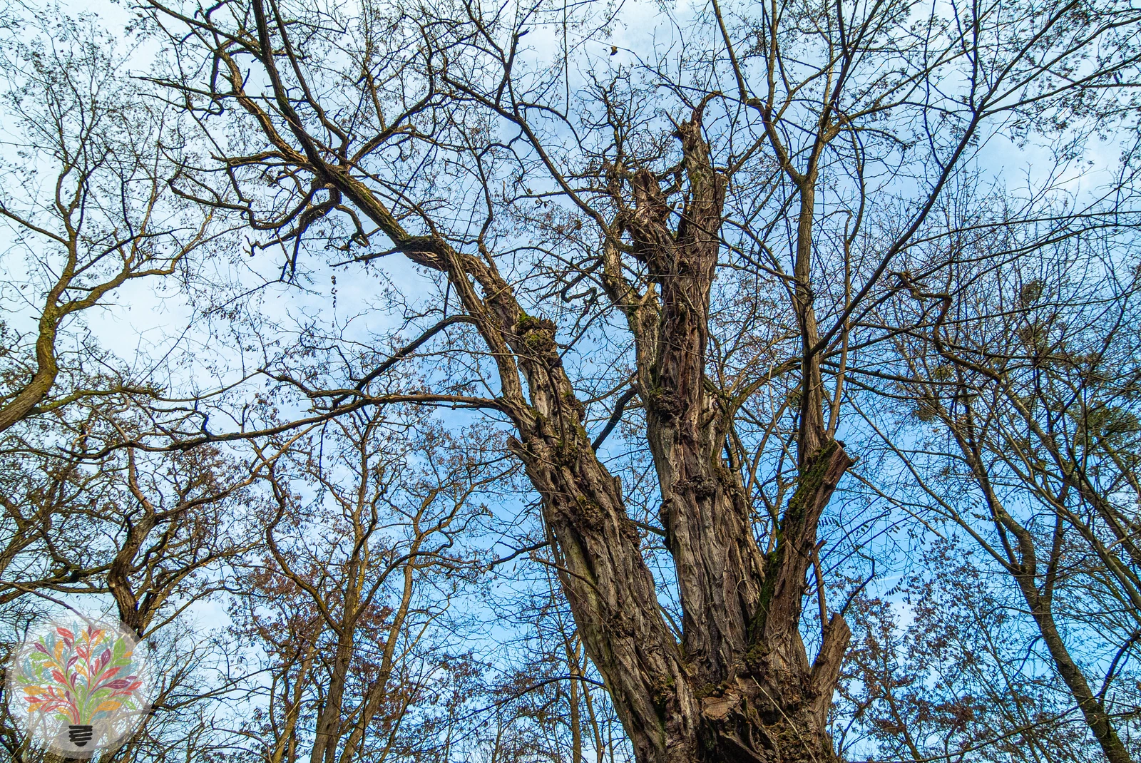 Robinia pseudoacacia – Afbeelding 9 van 9