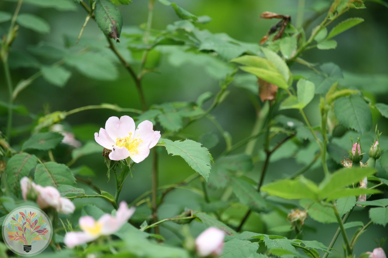Filz-Rose – Bild 1