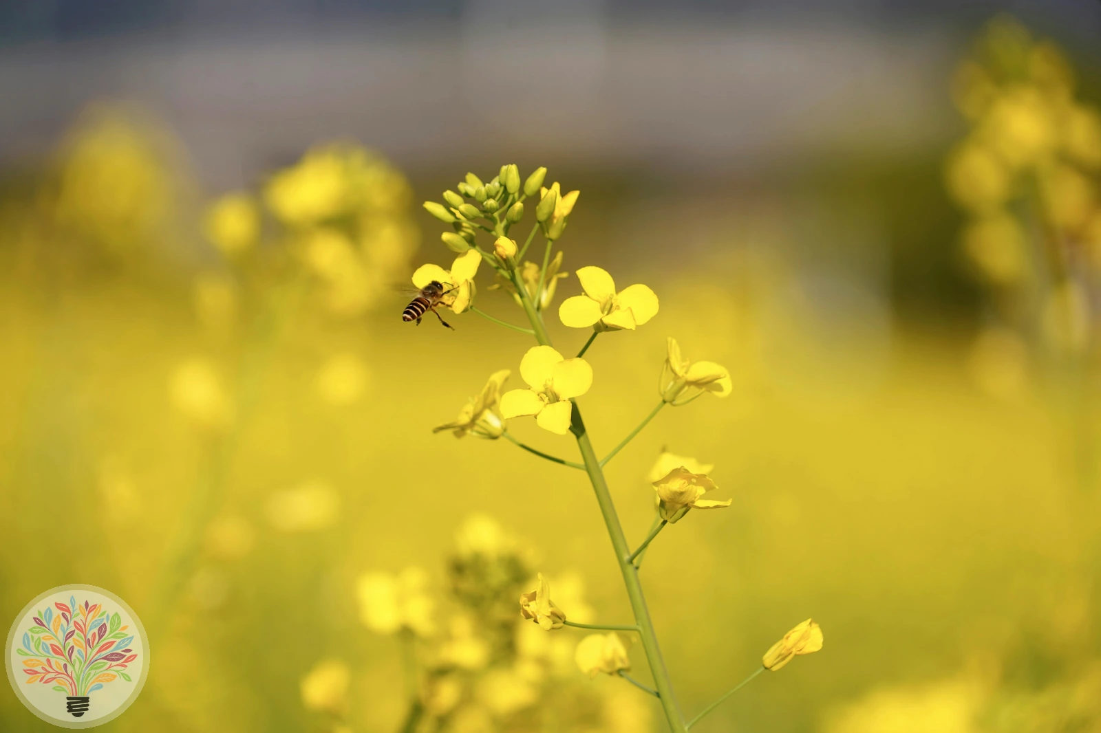 Raps – Bild 4 von 5