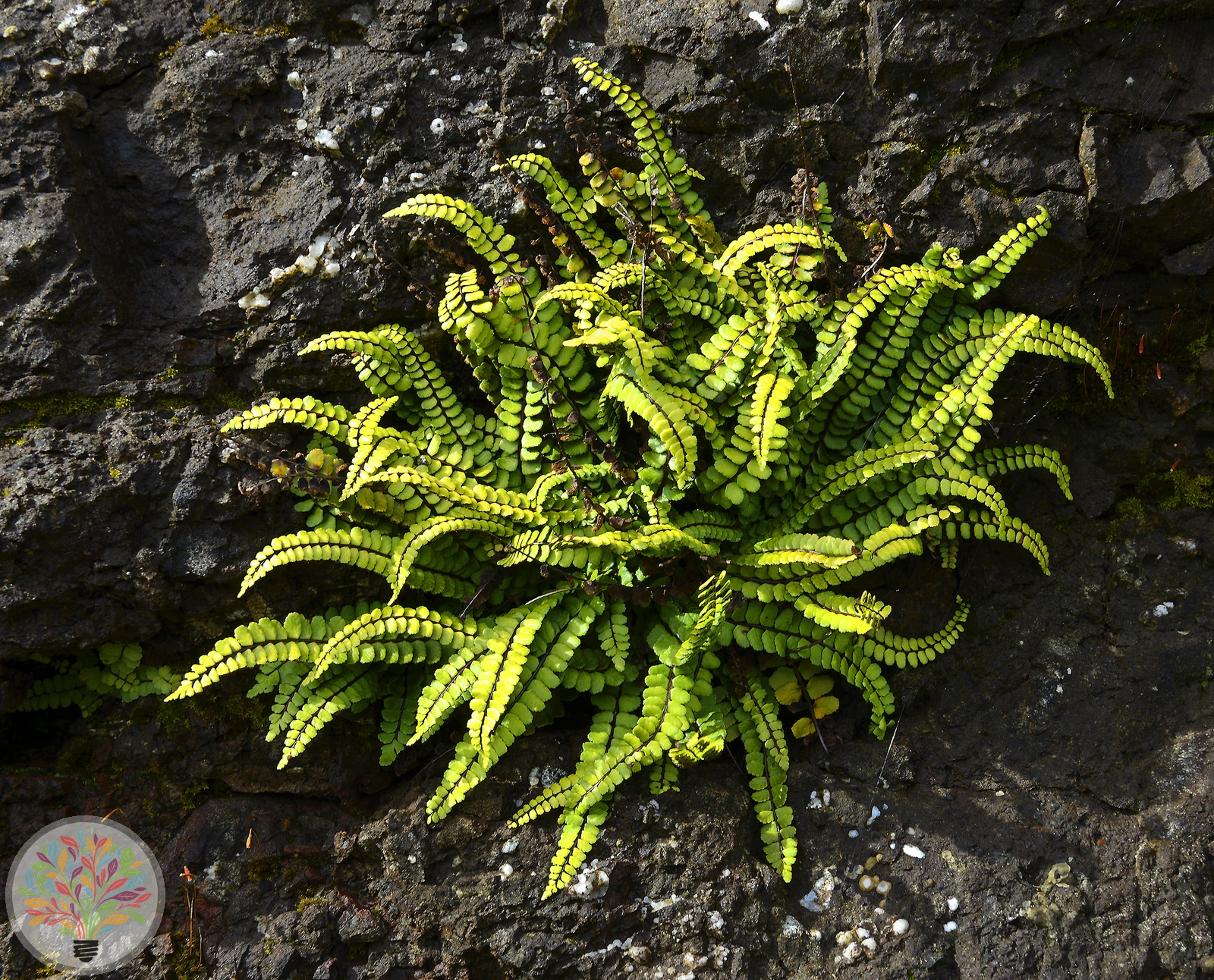 Braunstieliger Streifenfarn – Bild