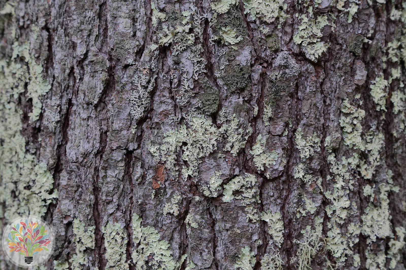 Pinus strobus – Afbeelding 5 van 5