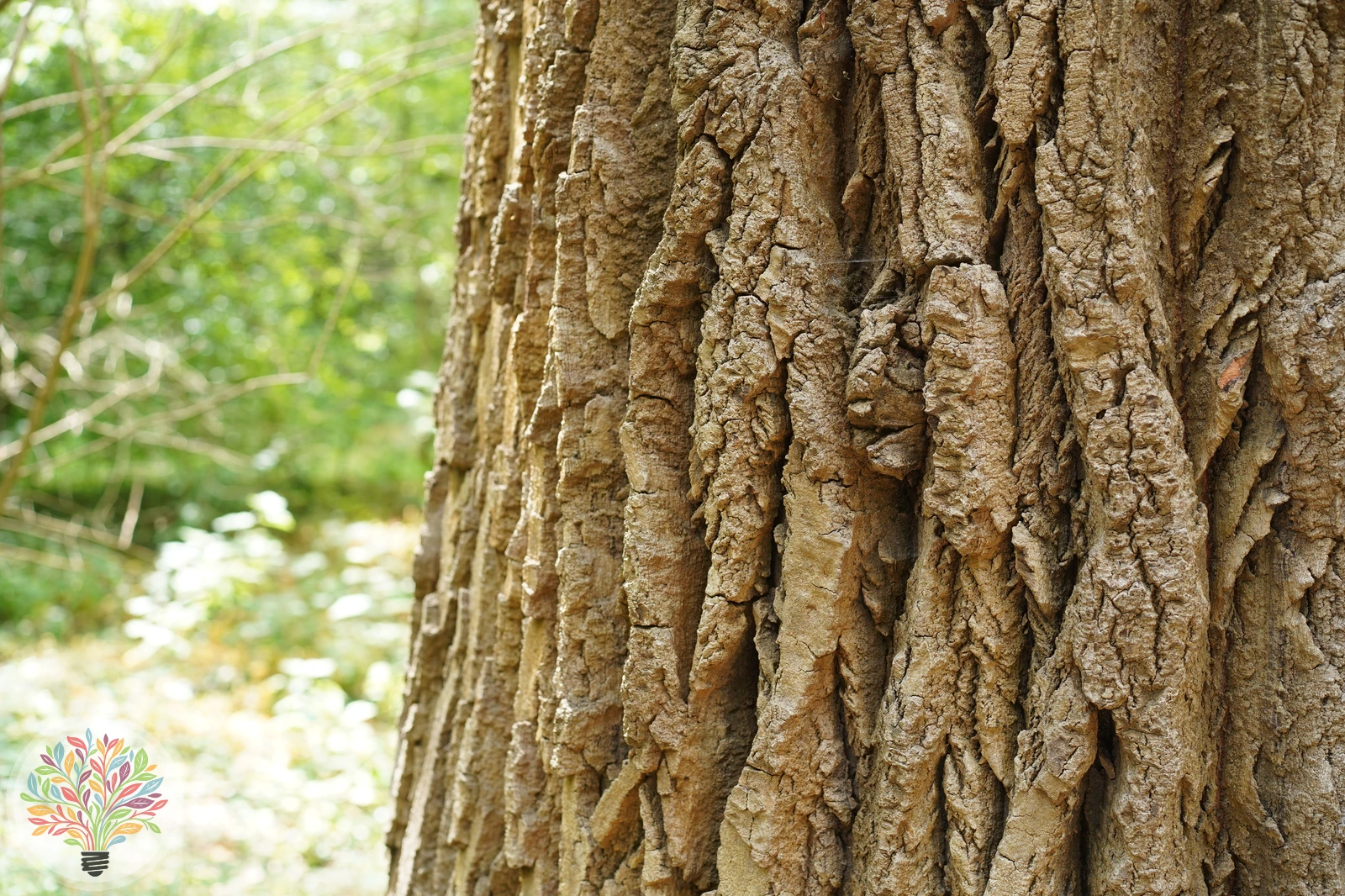 Populus alba – Afbeelding 4 van 4