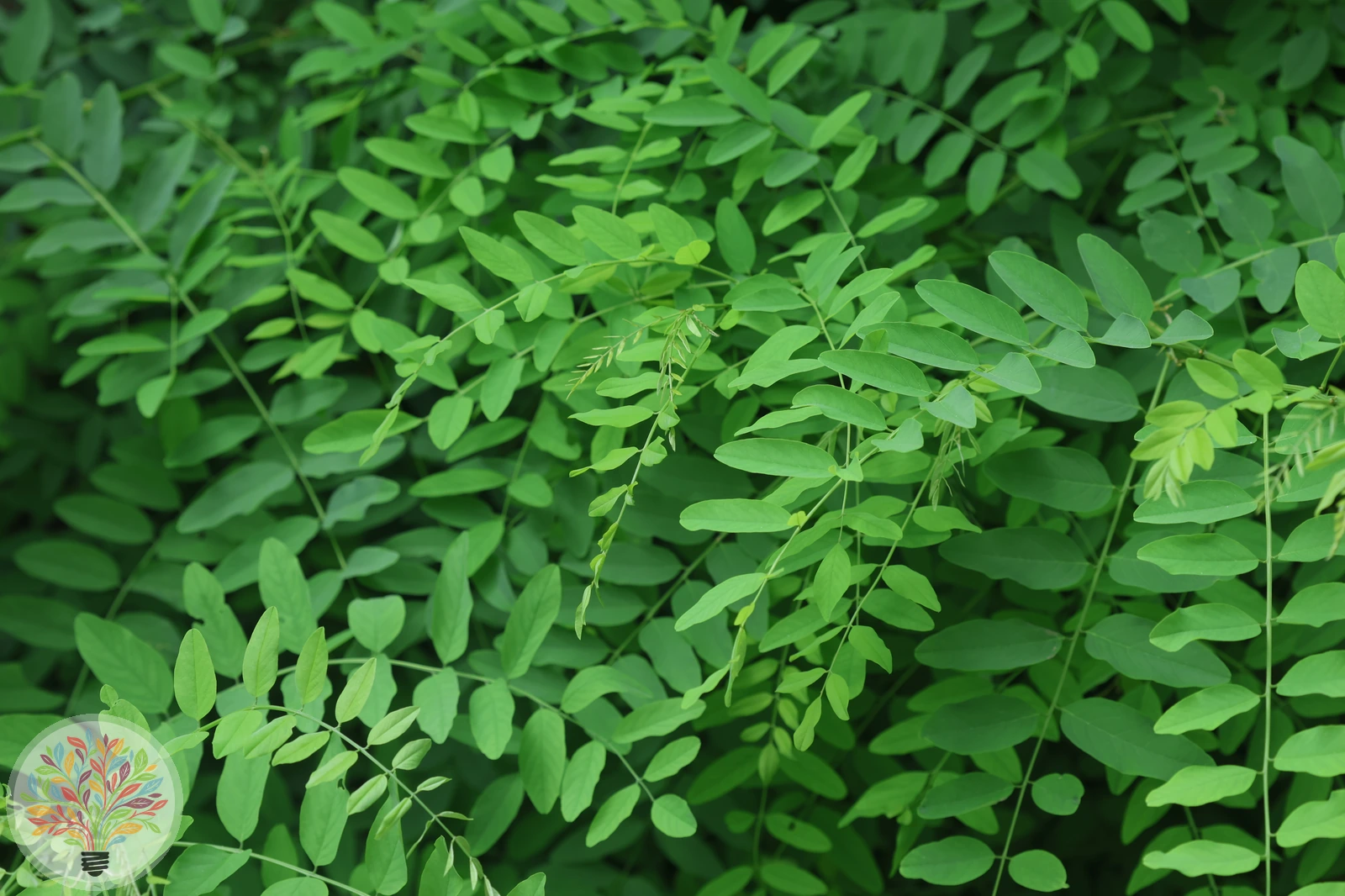 Robinia pseudoacacia – Afbeelding 6 van 9