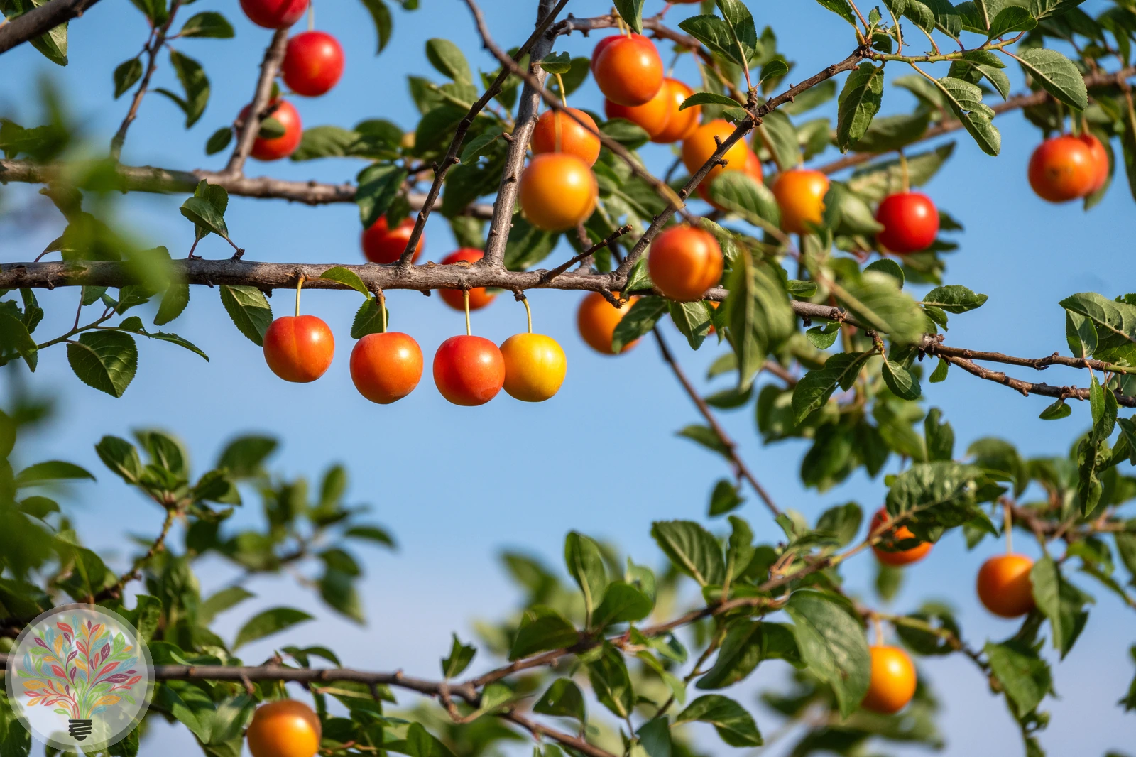 Prunus cerasifera – Afbeelding 2 van 2