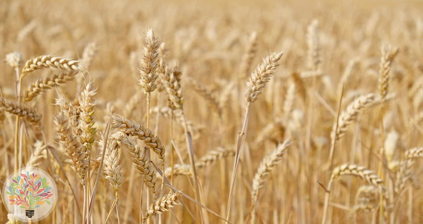 Triticum aestivum – Afbeelding 4 van 5