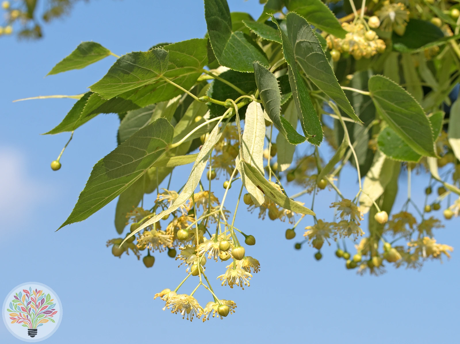 Sommer-Linde – Bild 2 von 2