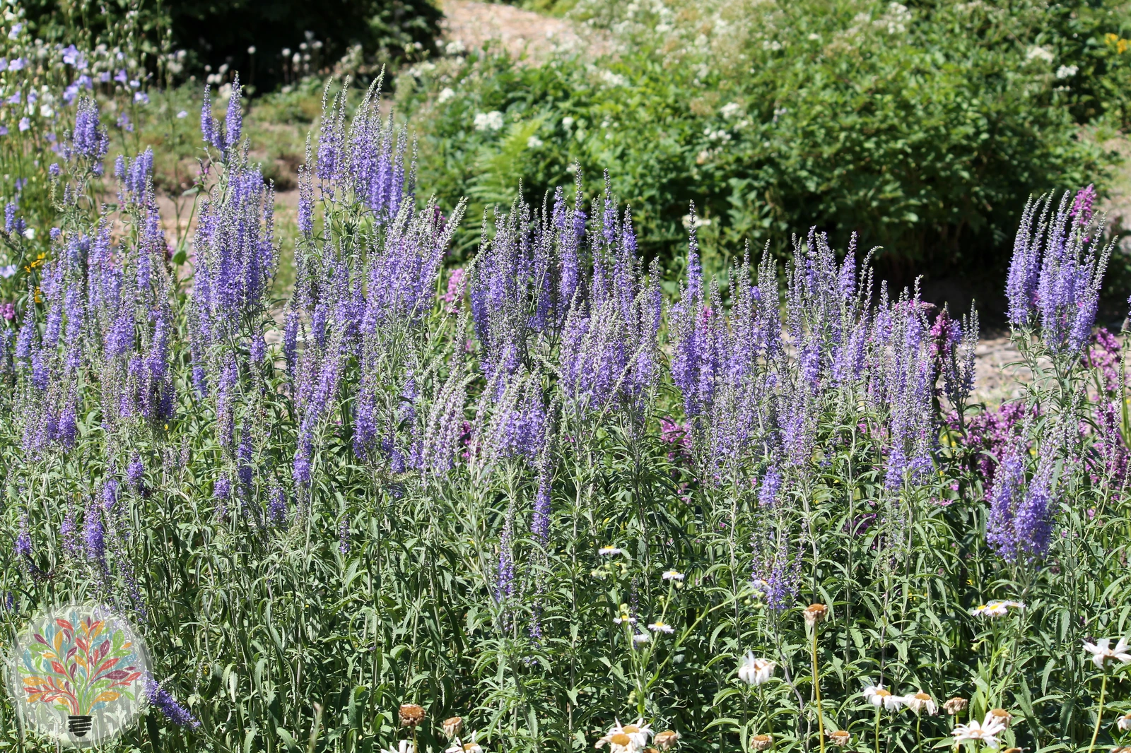 Langblättriger Blauweiderich – Bild 2 von 2
