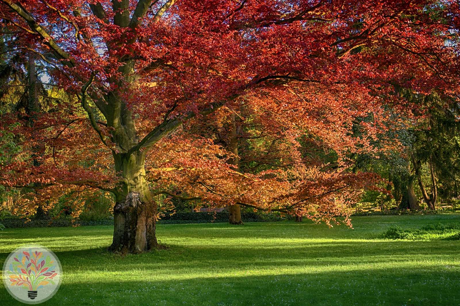 Quercus rubra – Afbeelding 8 van 8