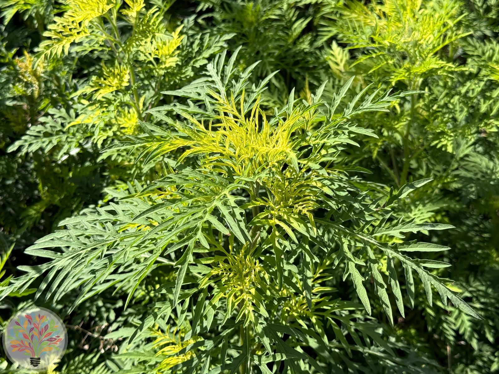 Ambrosia artemisiifolia – Afbeelding 3 van 4