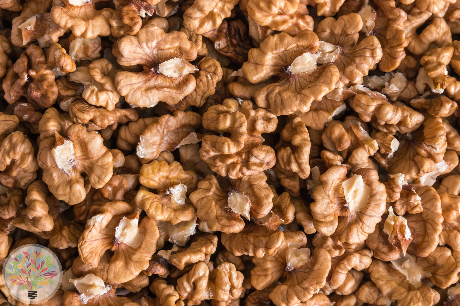 Juglans regia – Afbeelding 8 van 8