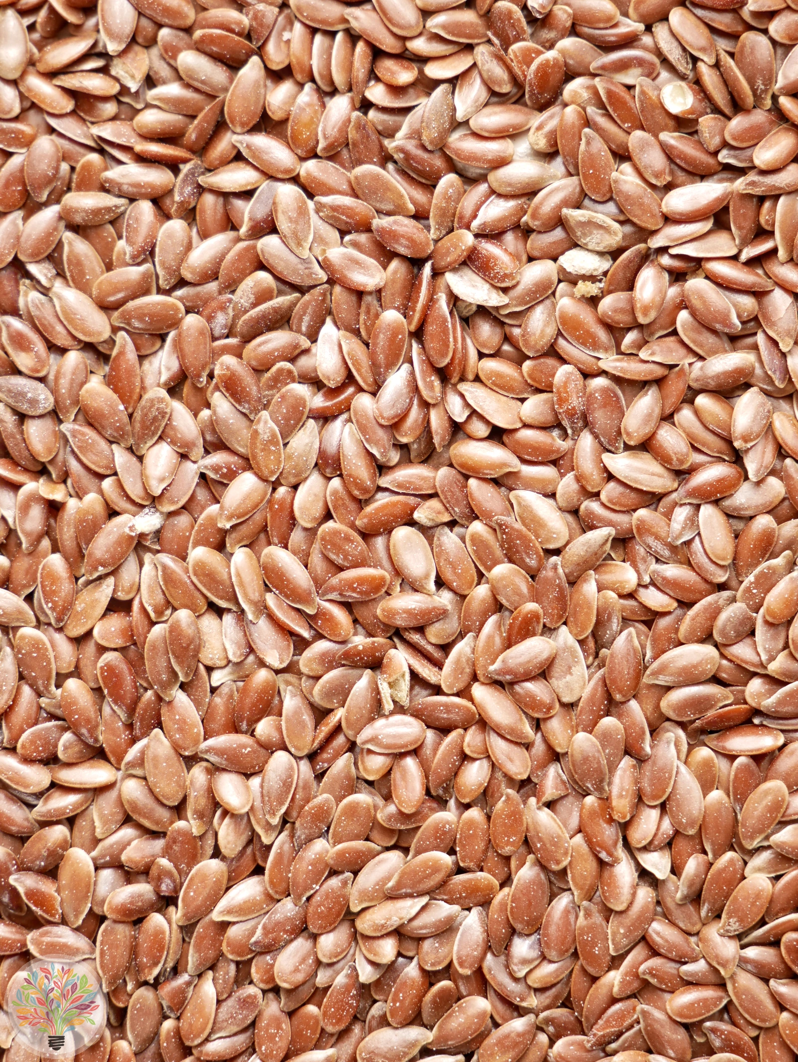 Linum usitatissimum – Afbeelding 4 van 4