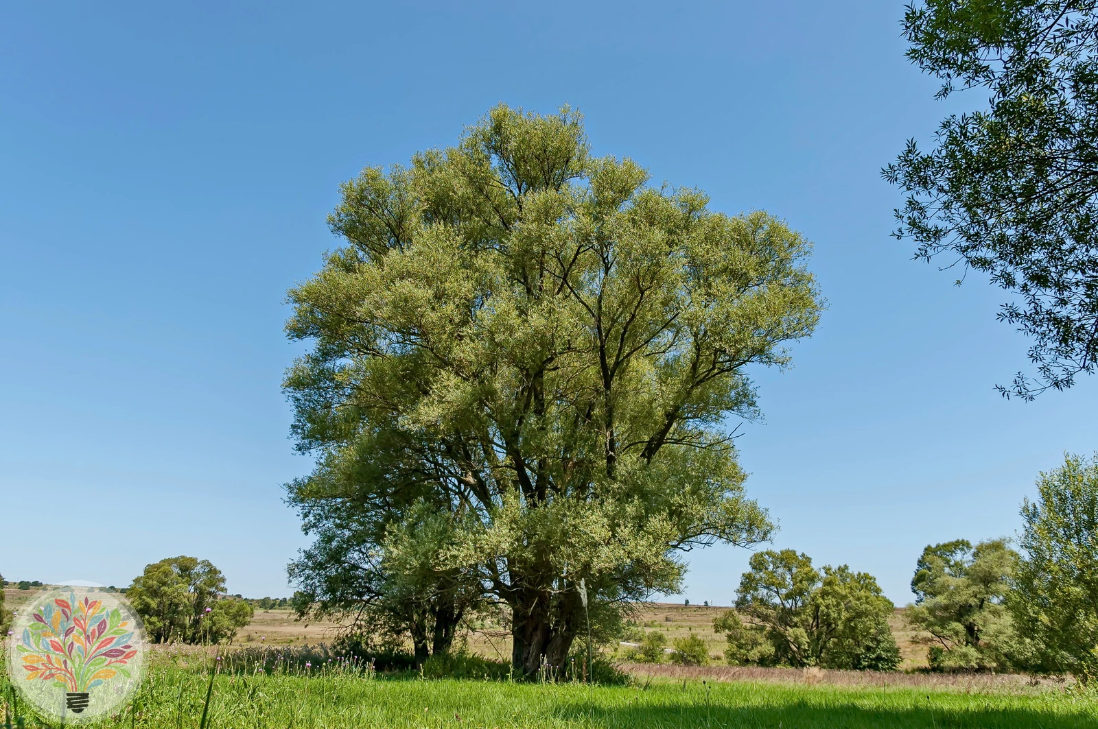 Silber-Weide – Bild 2 von 2