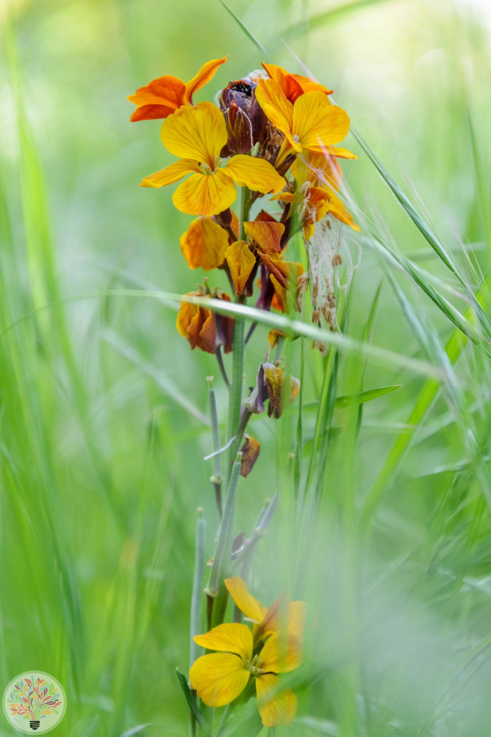 Goldlack – Bild 2 von 2