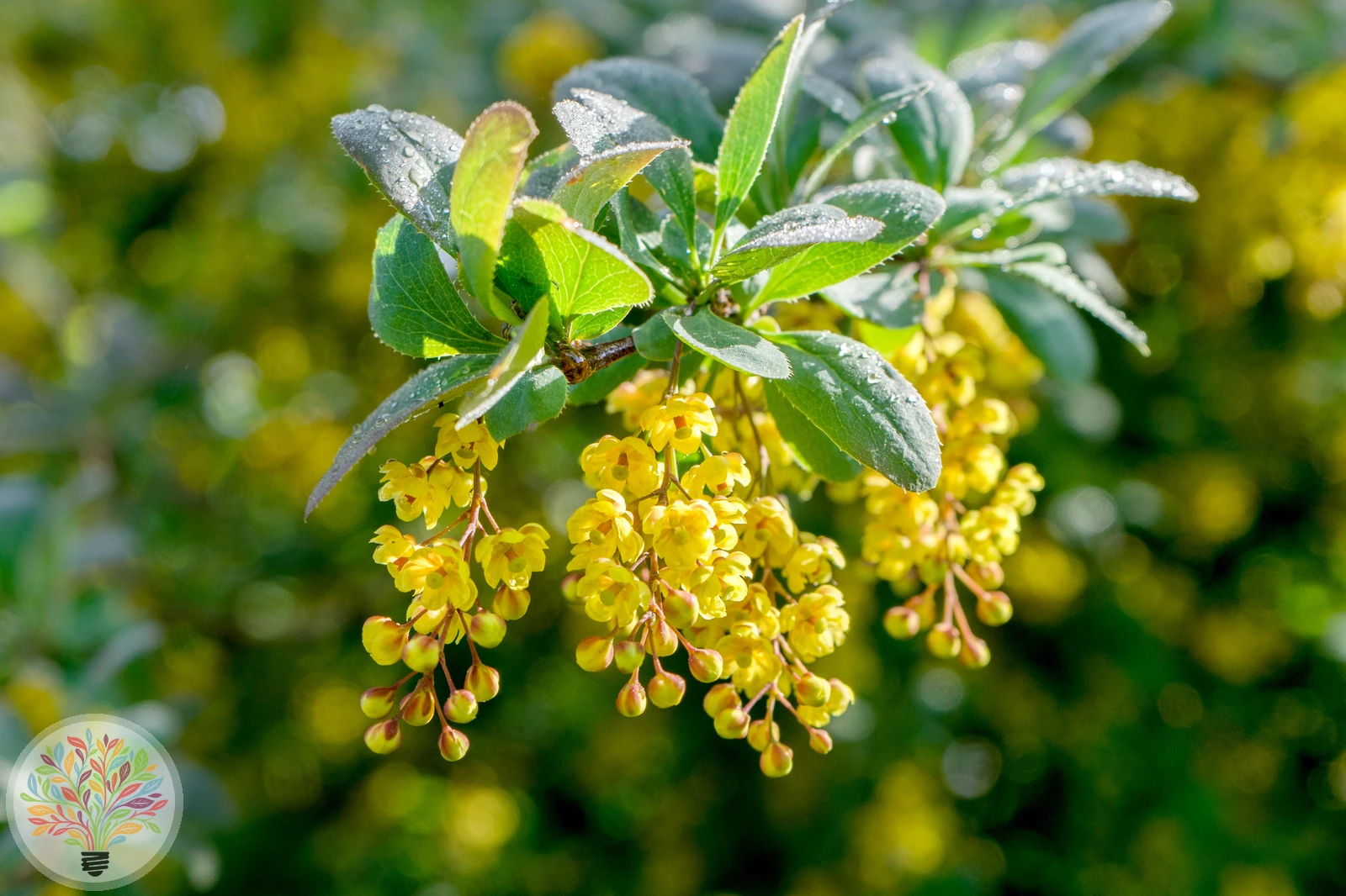 Gewöhnliche Berberitze – Bild 2 von 3