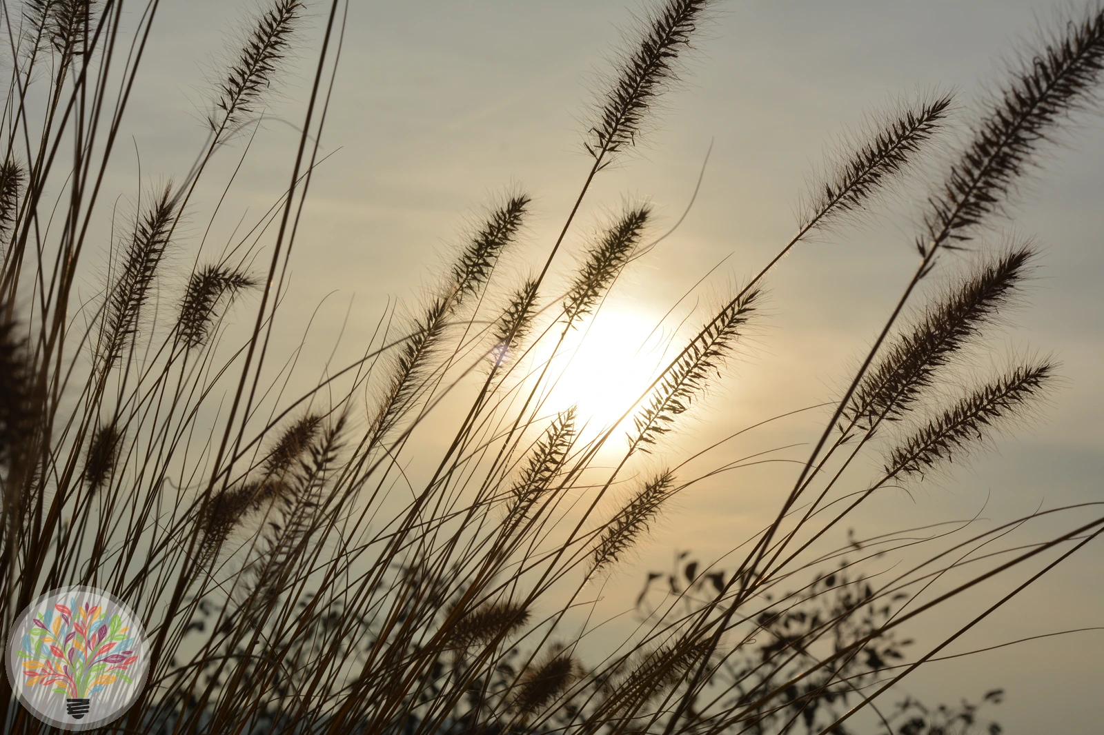 Borstgras – Bild 2 von 2