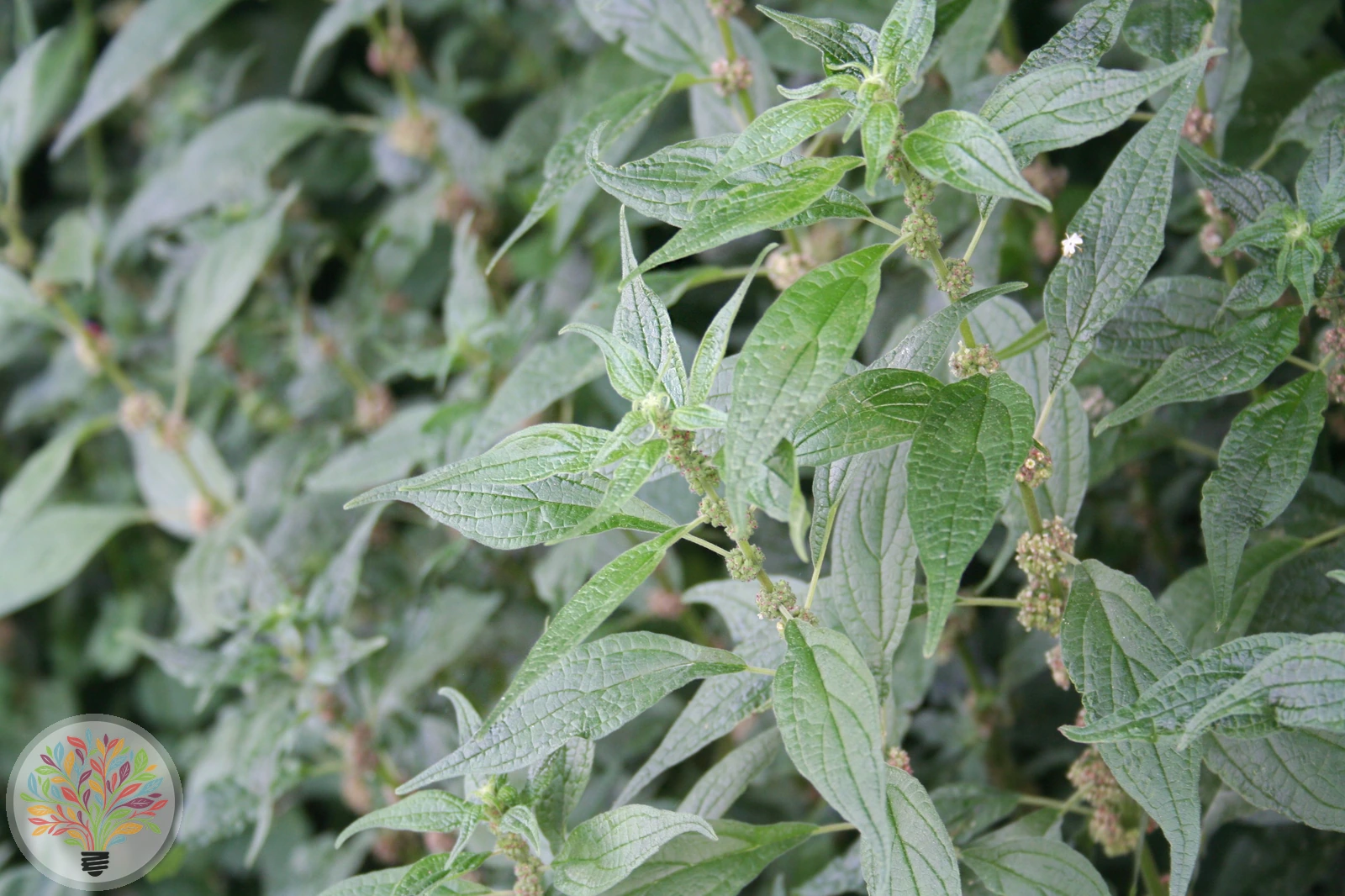 Aufrechtes Glaskraut – Bild 1 von 2