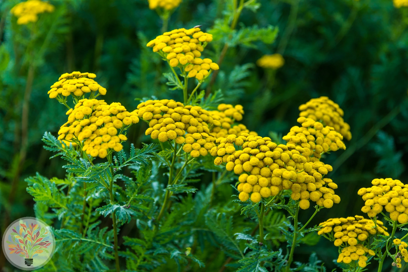 Rainfarn – Bild 3 von 3