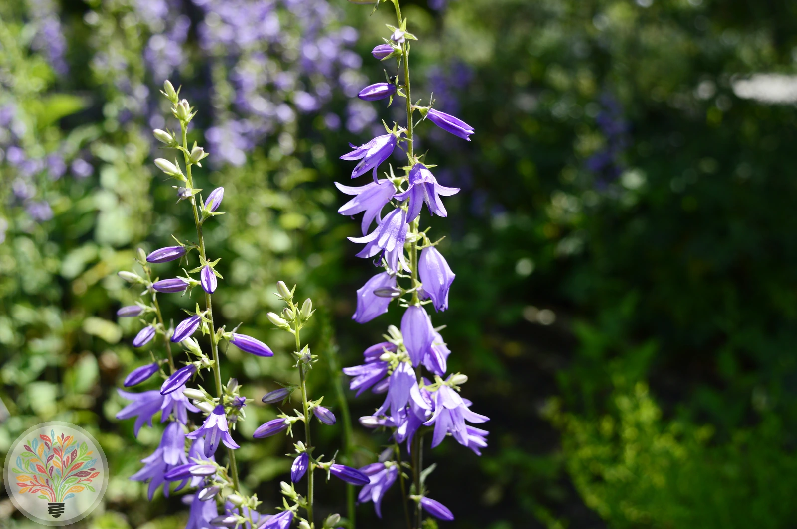 Bologneser Glockenblume – Bild