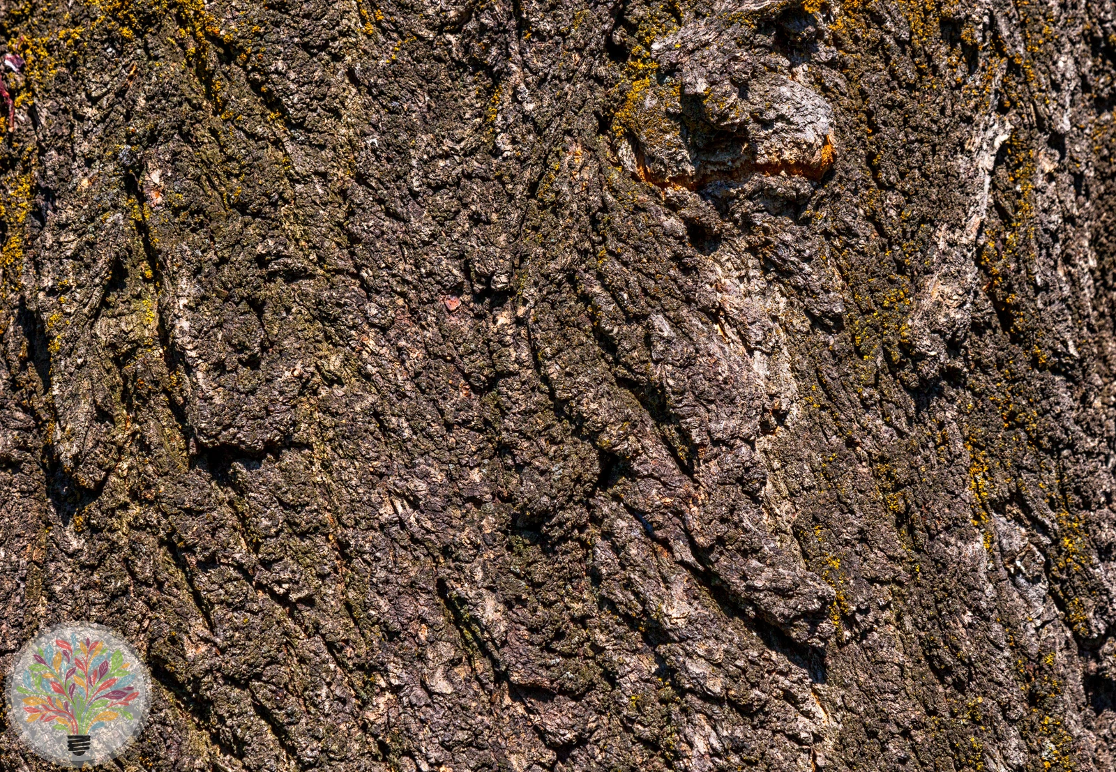Prunus armeniaca – Afbeelding 5 van 5