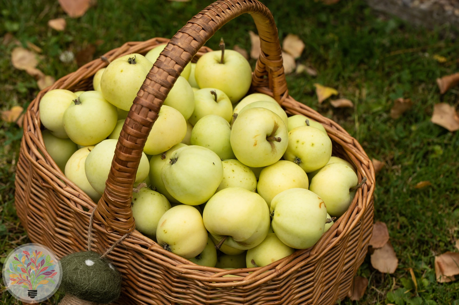Malus domestica – Afbeelding 6 van 22