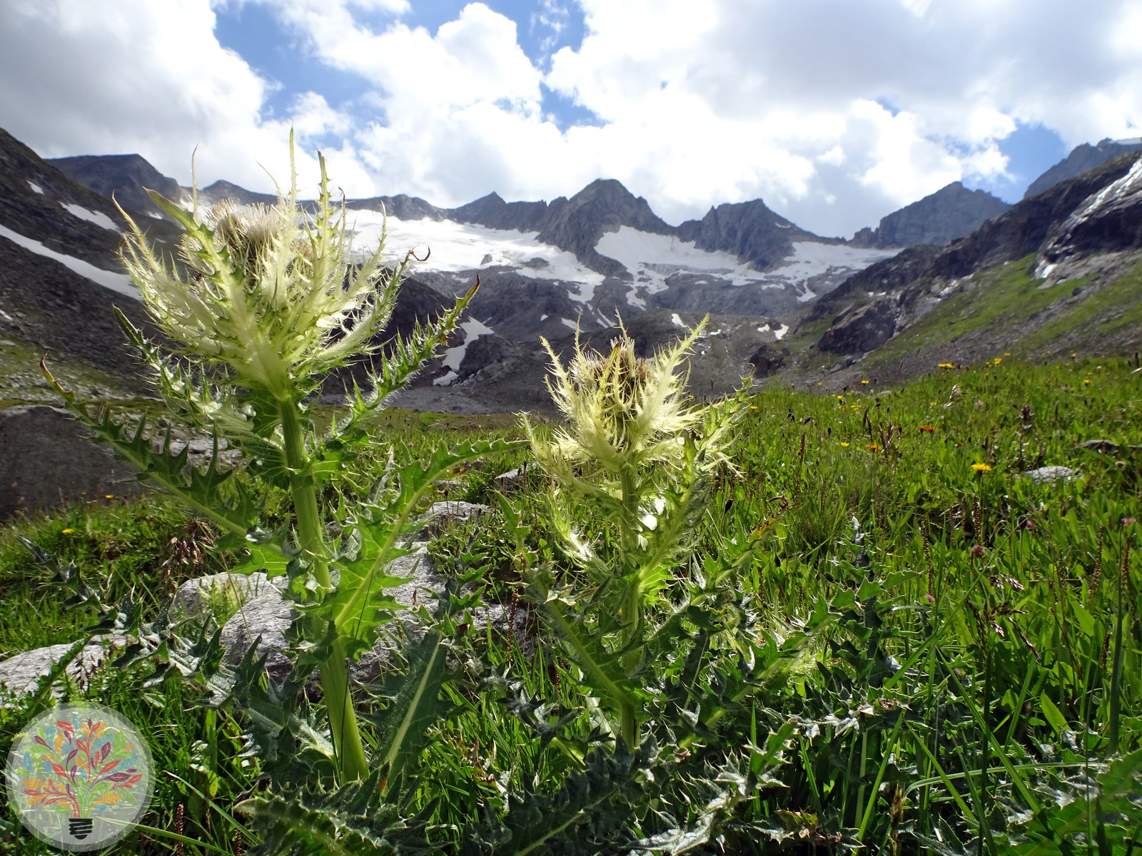 Alpen-Kratzdistel – Bild 3 von 4