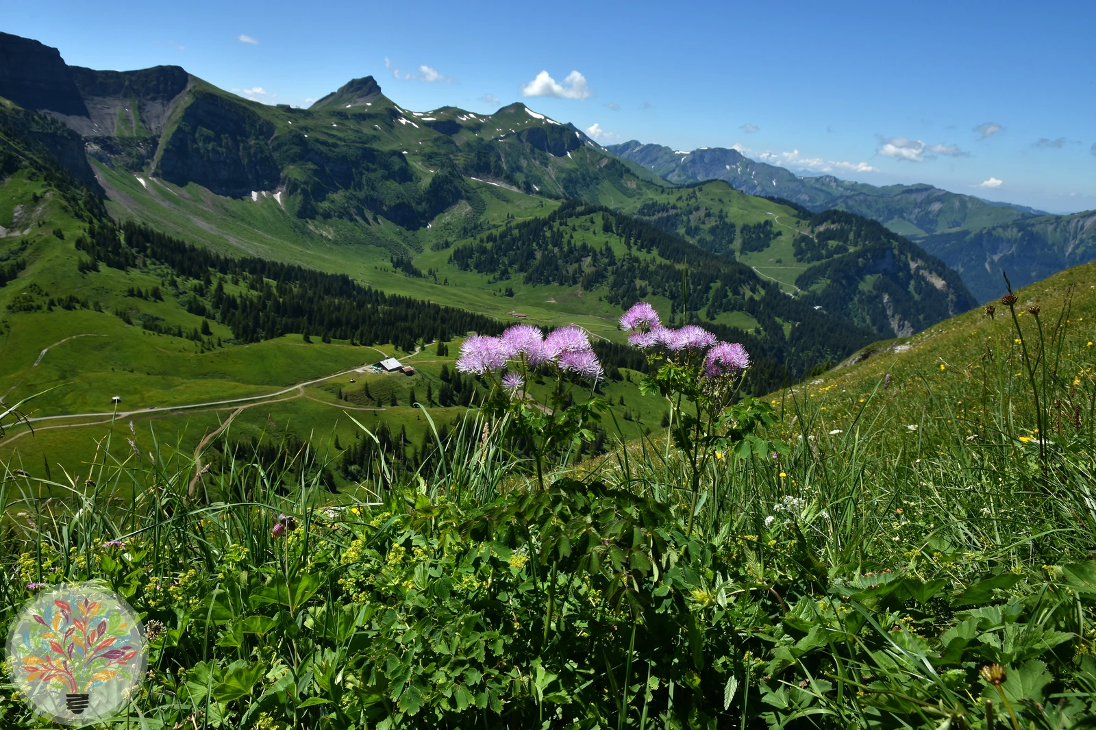 Akelei-Wiesenraute – Bild 3 von 3