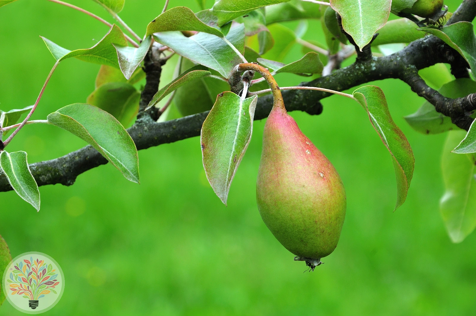 Pyrus communis – Afbeelding 10 van 18
