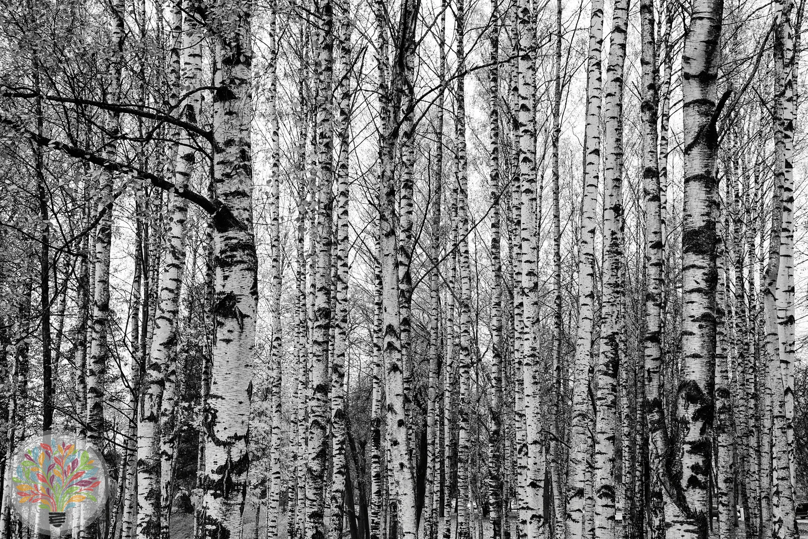 Populus balsamifera – Afbeelding 3 van 3