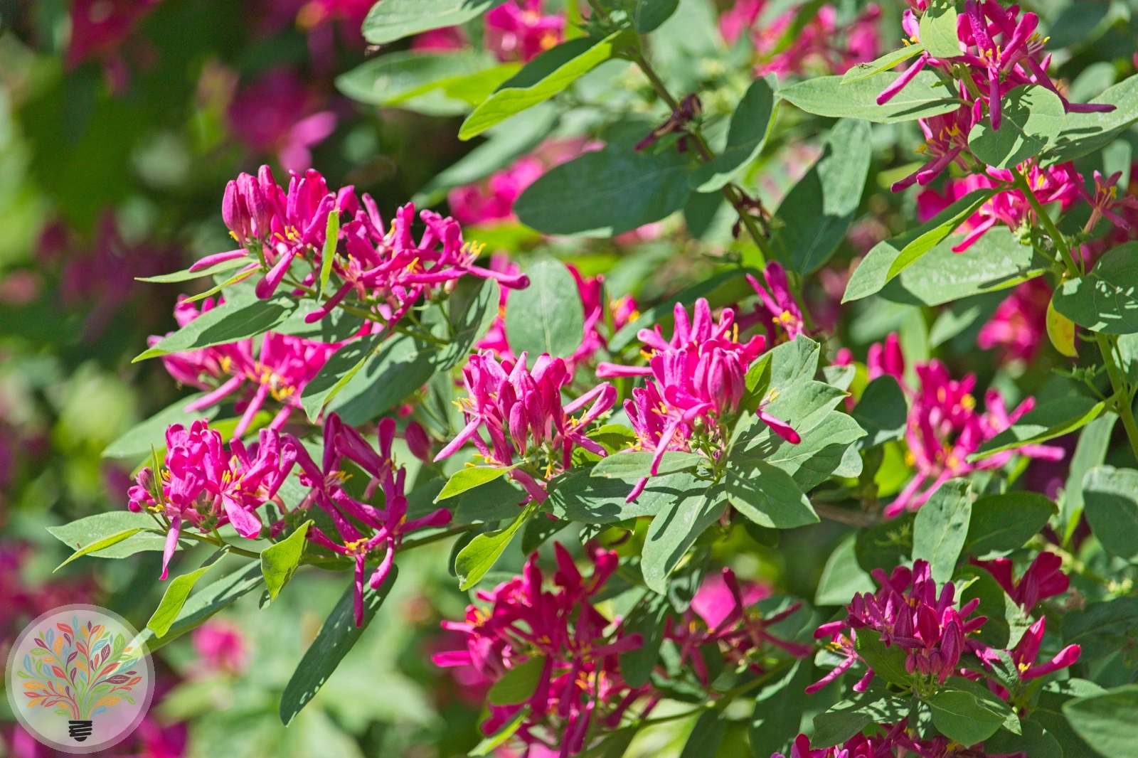 Lonicera tatarica – Afbeelding 4 van 4