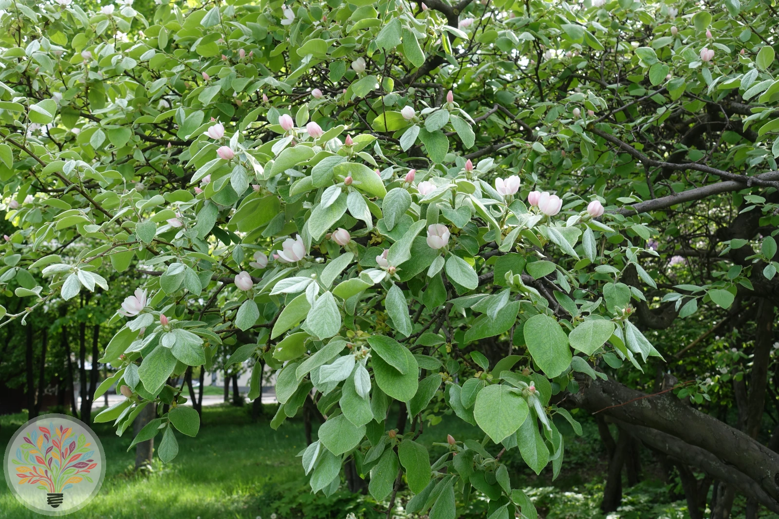 Cydonia oblonga – Afbeelding 5 van 9