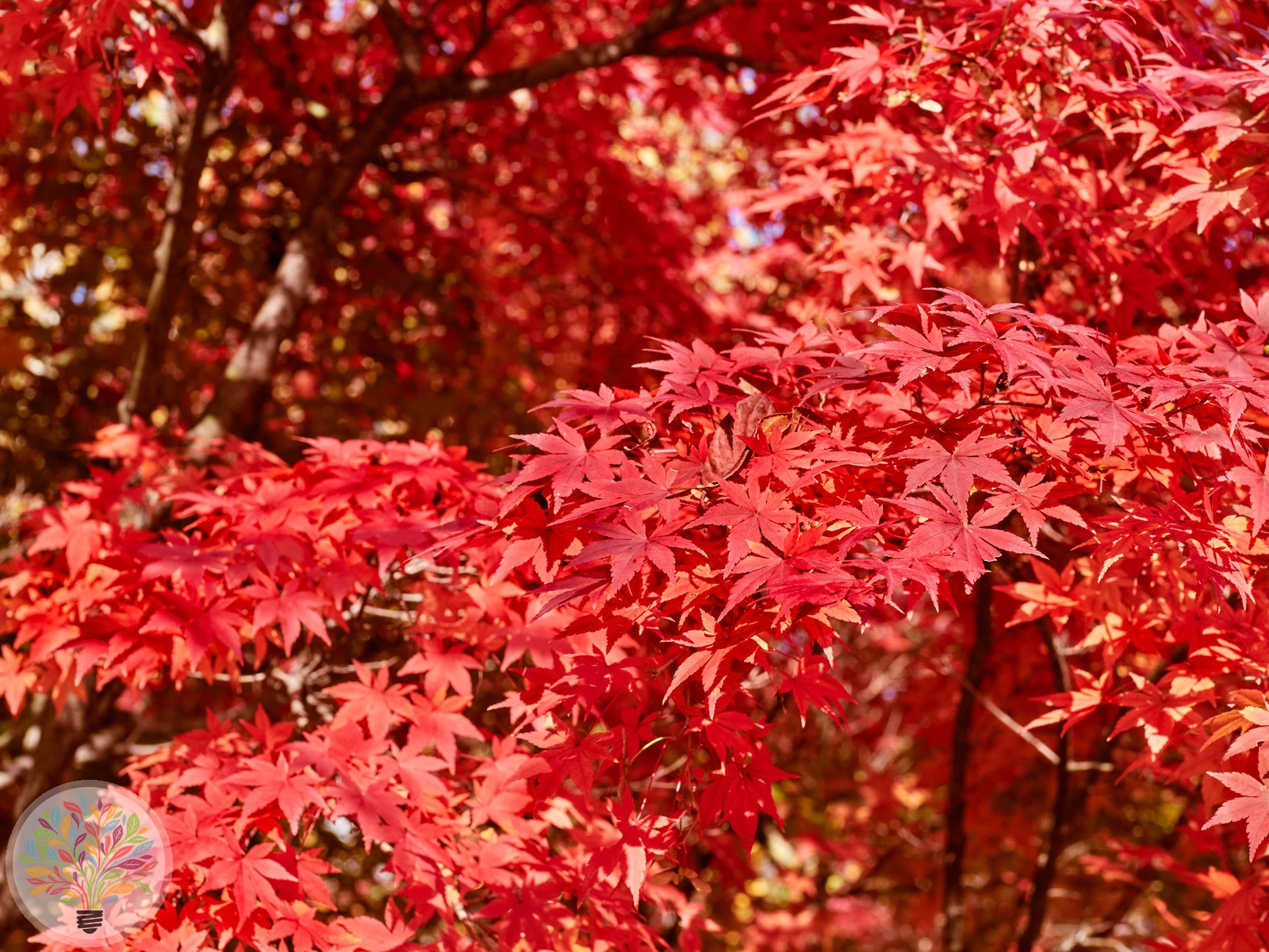 Rot-Ahorn – Bild 2 von 2