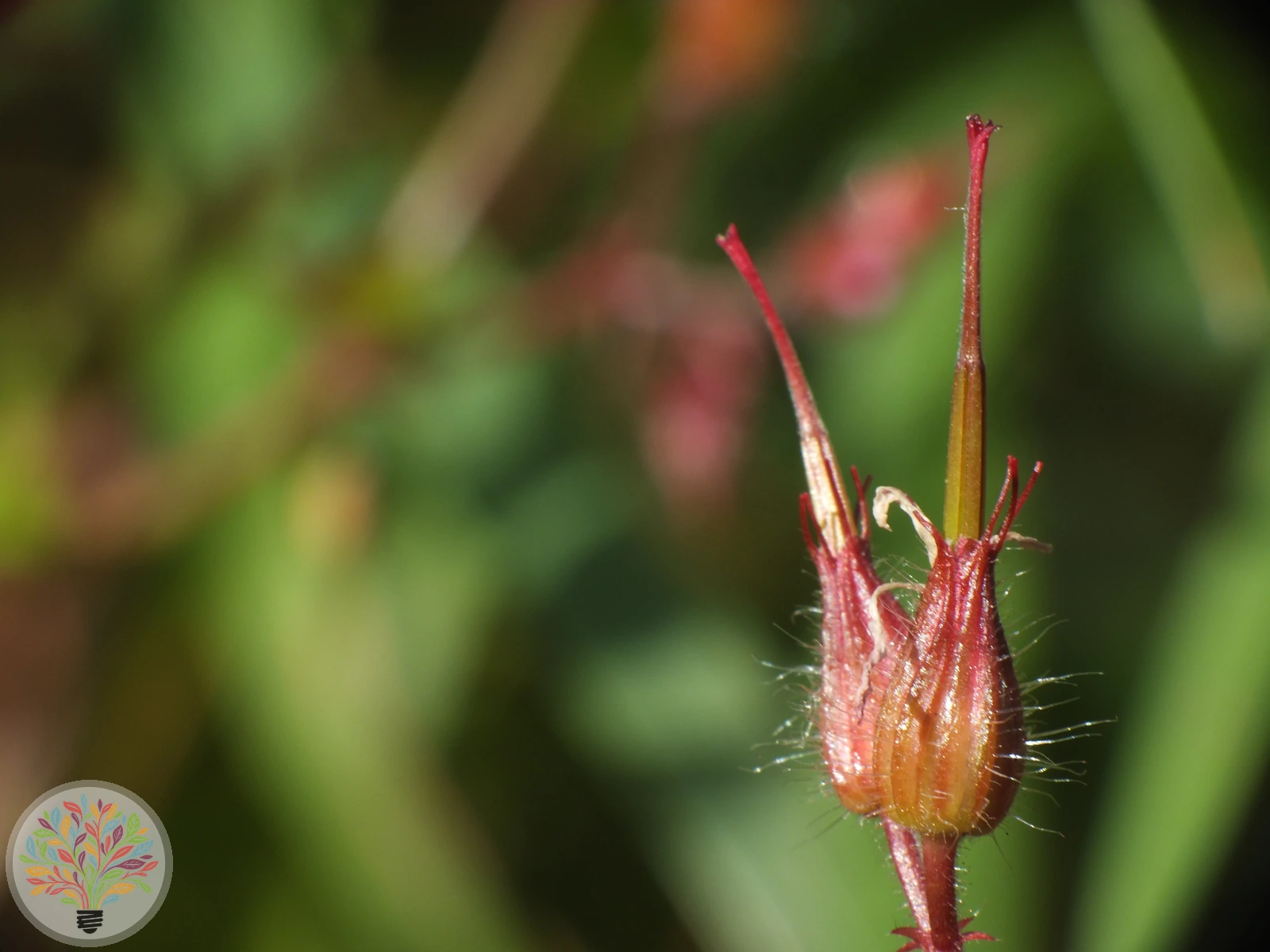Stinkender Storchschnabel – Bild 4 von 4