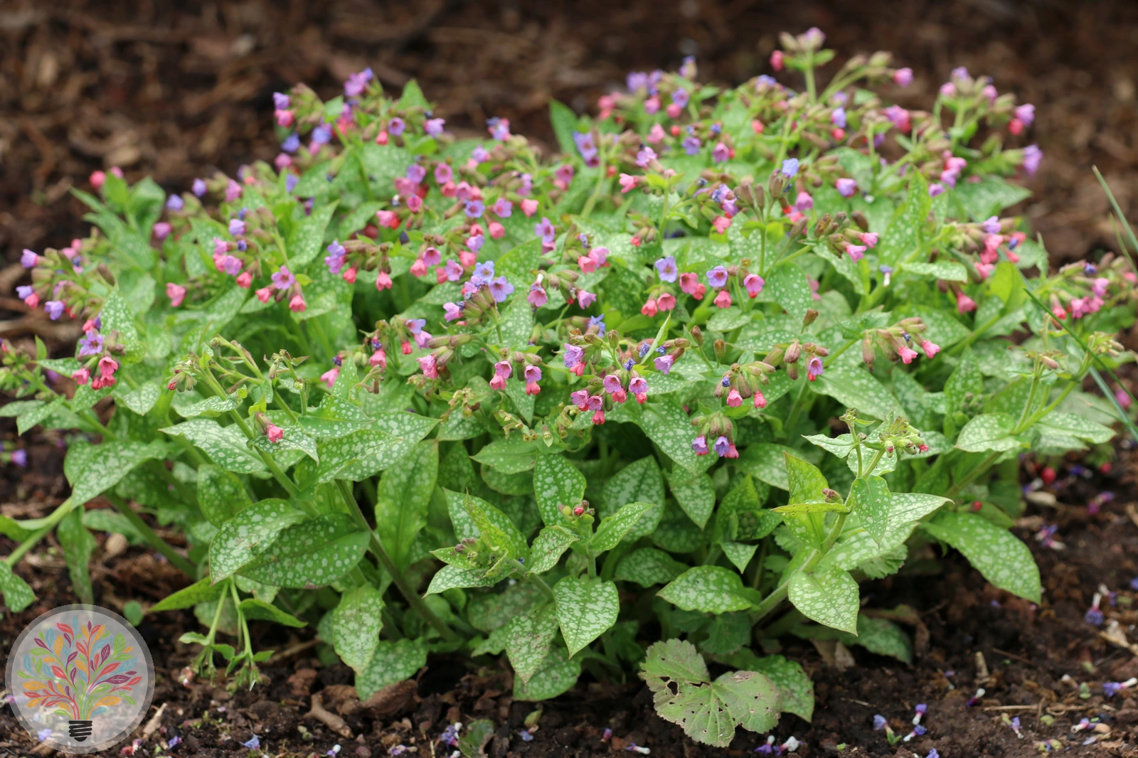 Geflecktes Lungenkraut – Bild 3 von 3