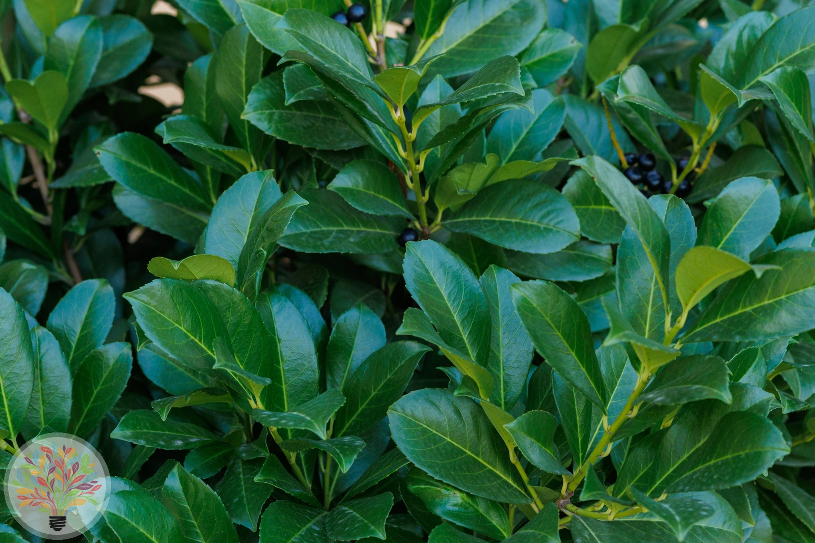 Prunus laurocerasus – Afbeelding 5 van 6