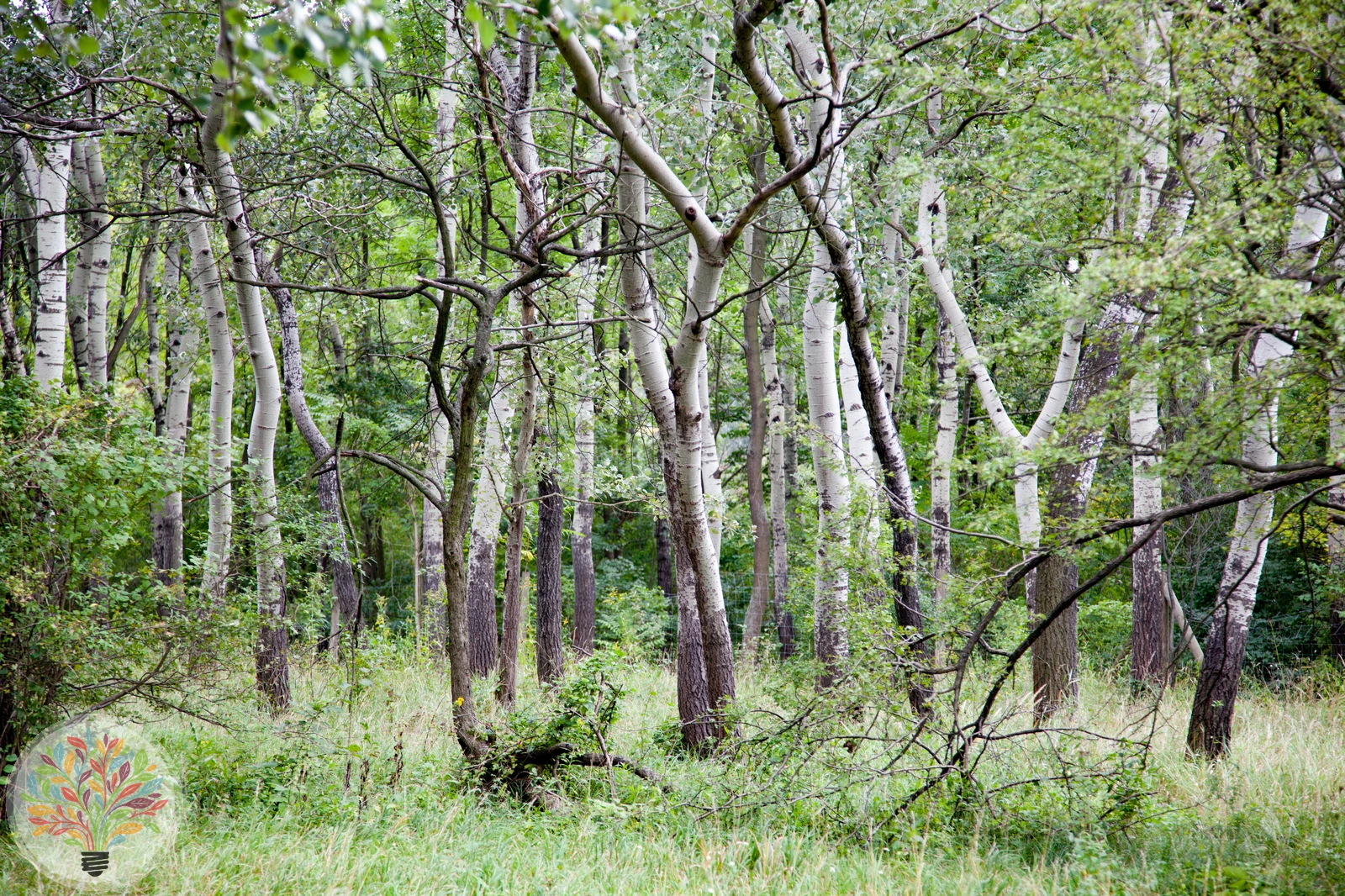 Populus alba – Afbeelding 2 van 4