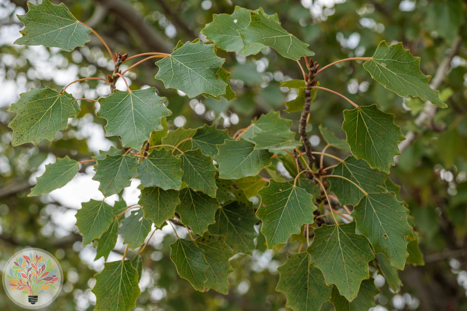 Populus alba – Afbeelding 3 van 4