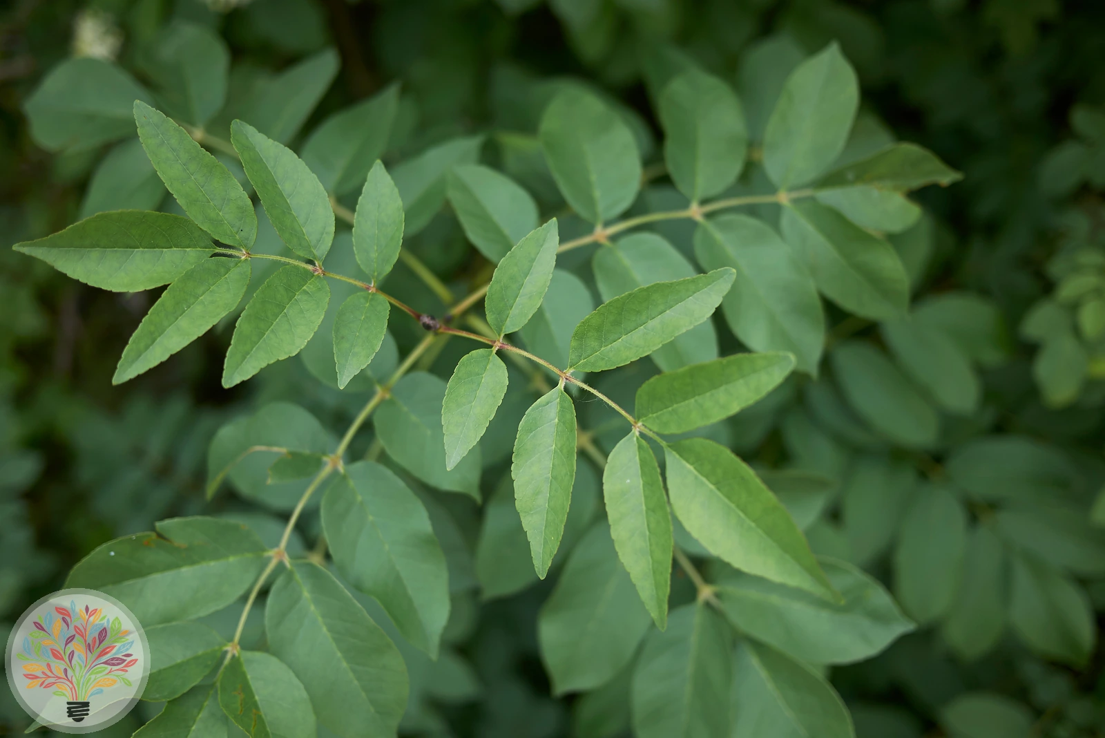 Fraxinus ornus – Afbeelding 5 van 5