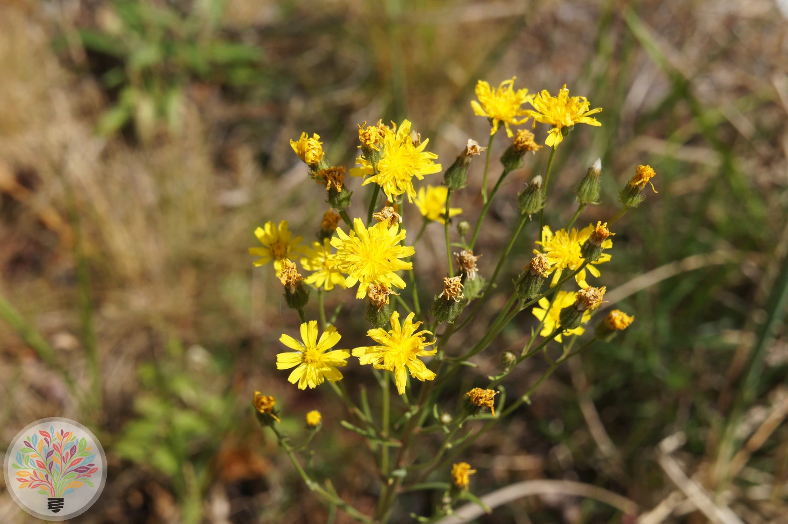 Doldiges Habichtskraut – Bild