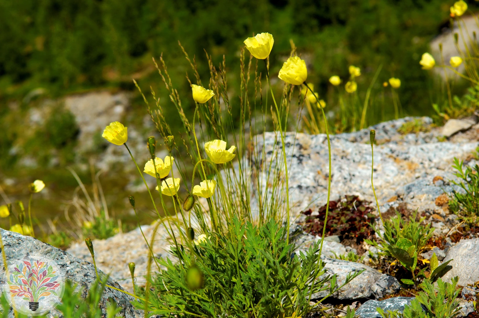 Alpen-Mohn – Bild 2 von 3