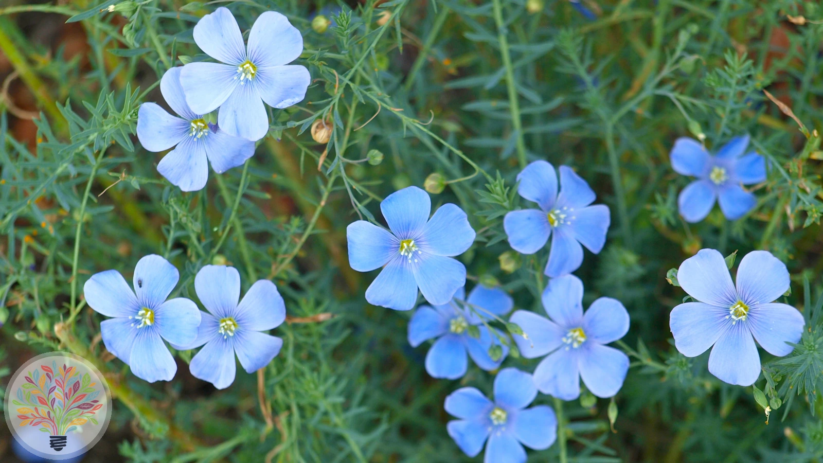 Linum perenne – Afbeelding 1 van 3