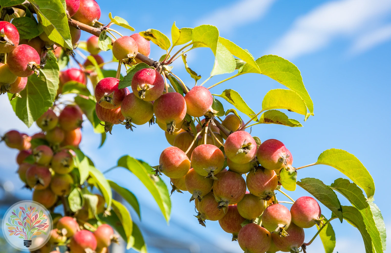 Wild-Apfel – Bild 2 von 3