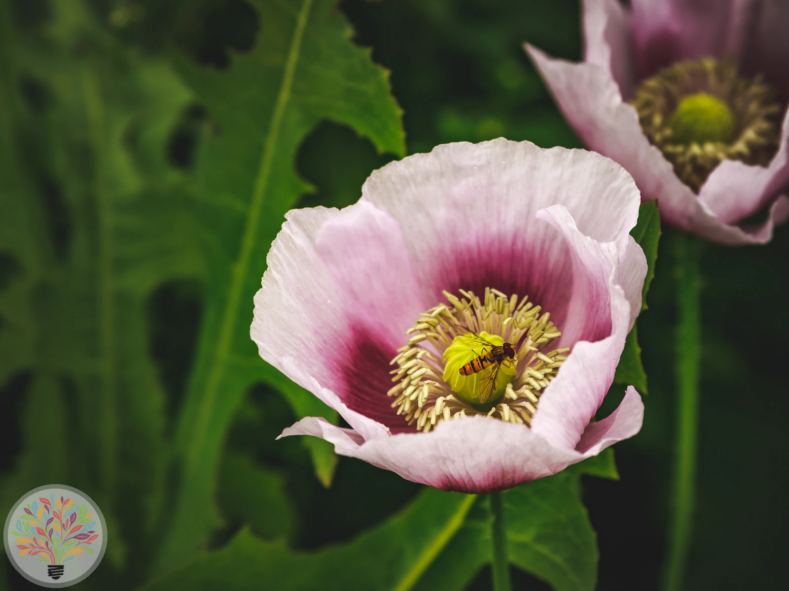 Schlafmohn – Bild 1 von 3