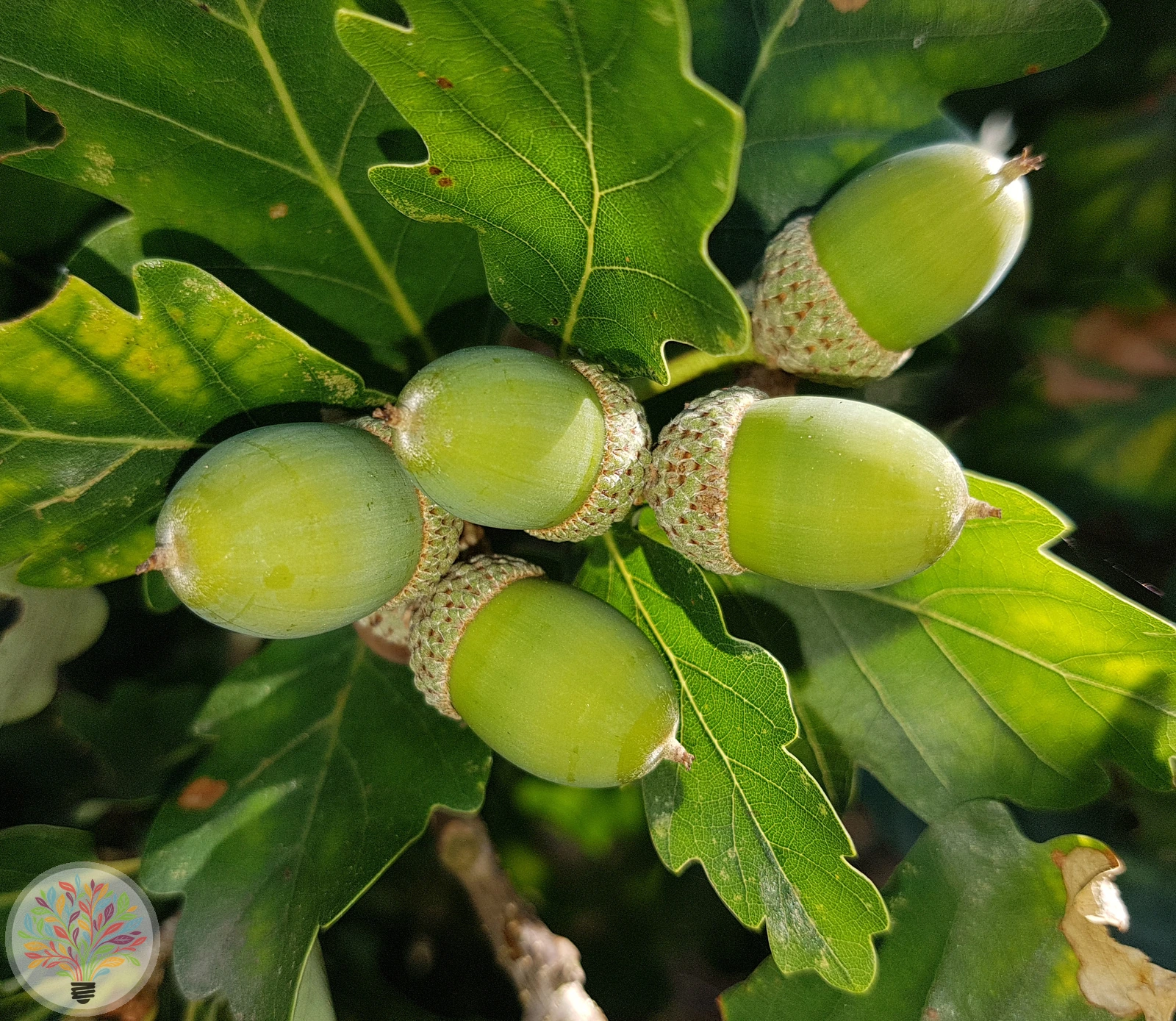 Trauben-Eiche – Bild 2 von 4