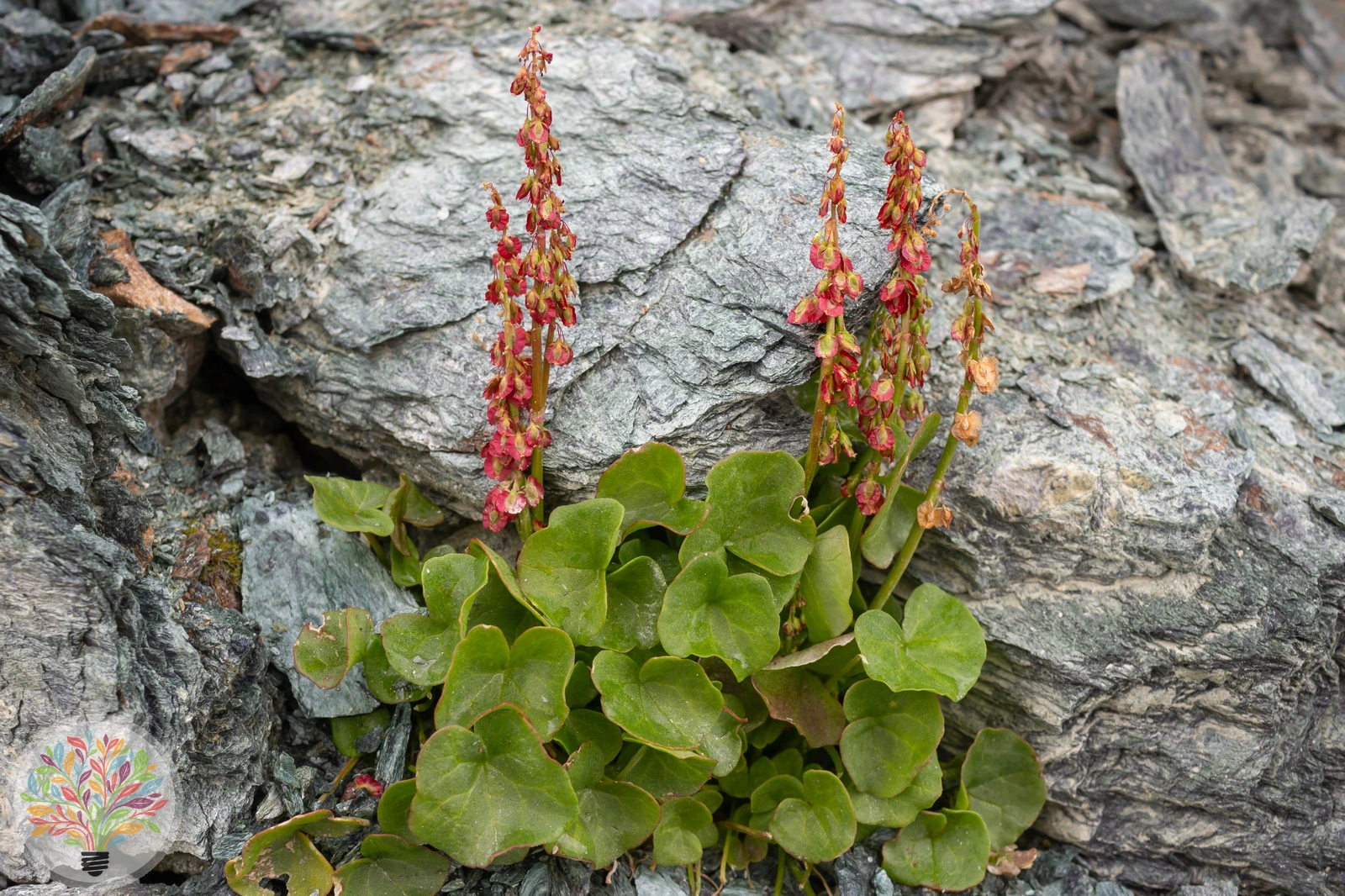 Alpen-Säuerling – Bild 1 von 2