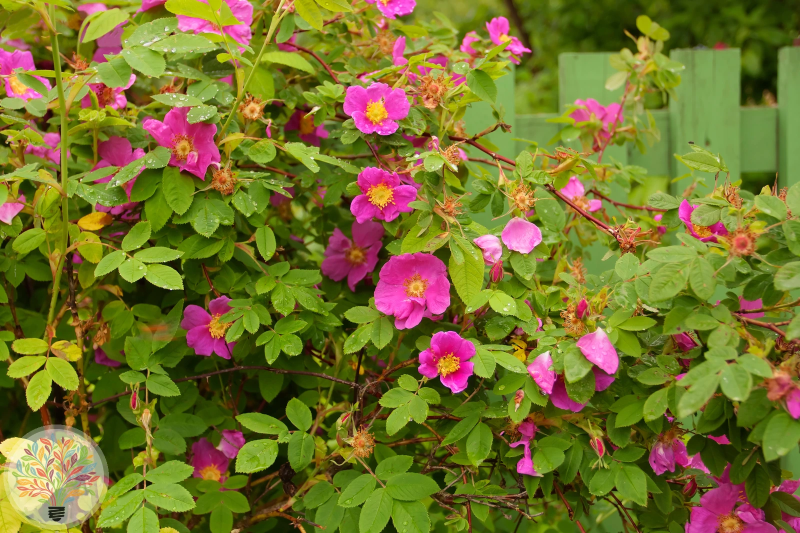 Zimt-Rose – Bild 2 von 2