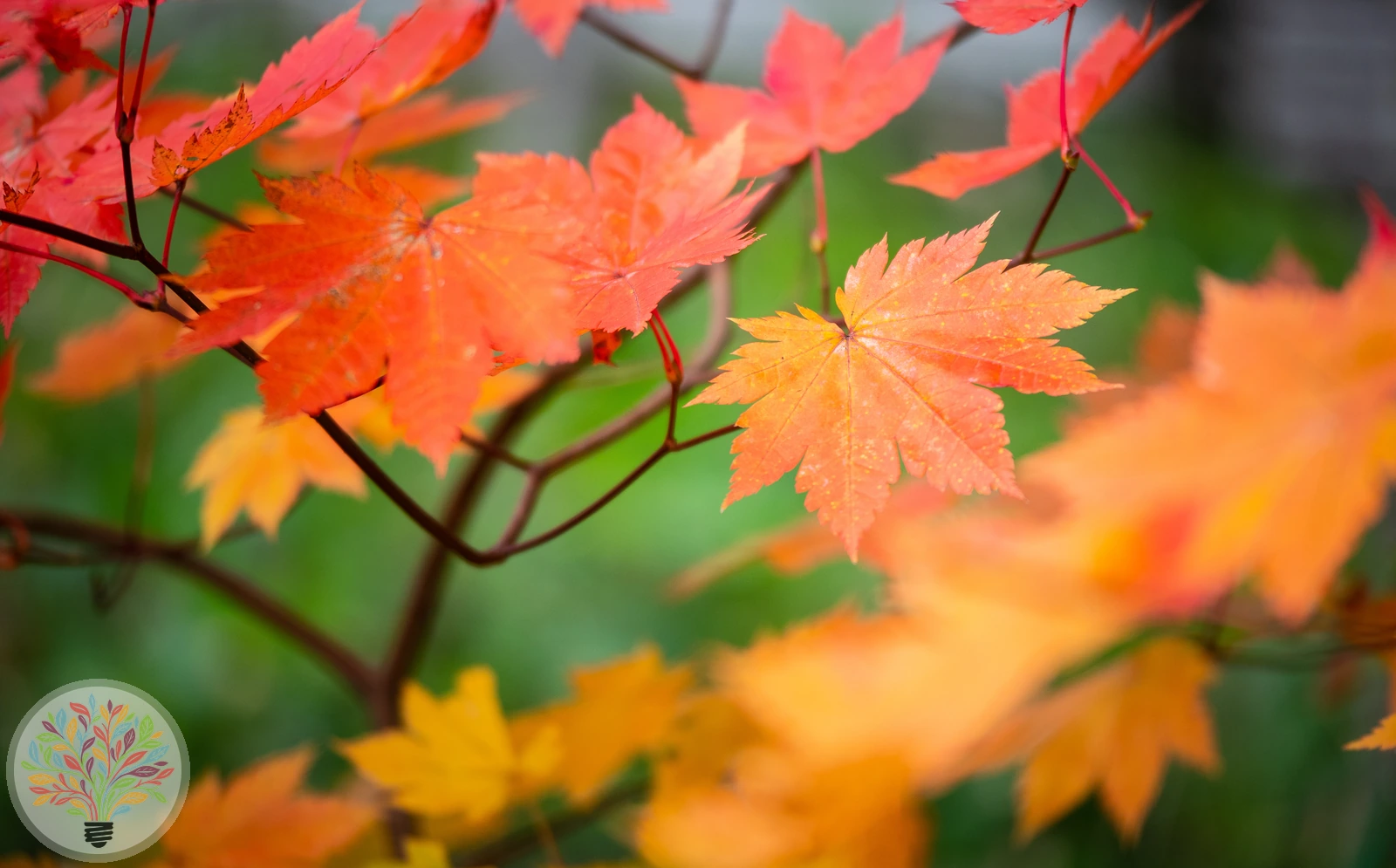 Acer pseudoplatanus – Afbeelding 5 van 6