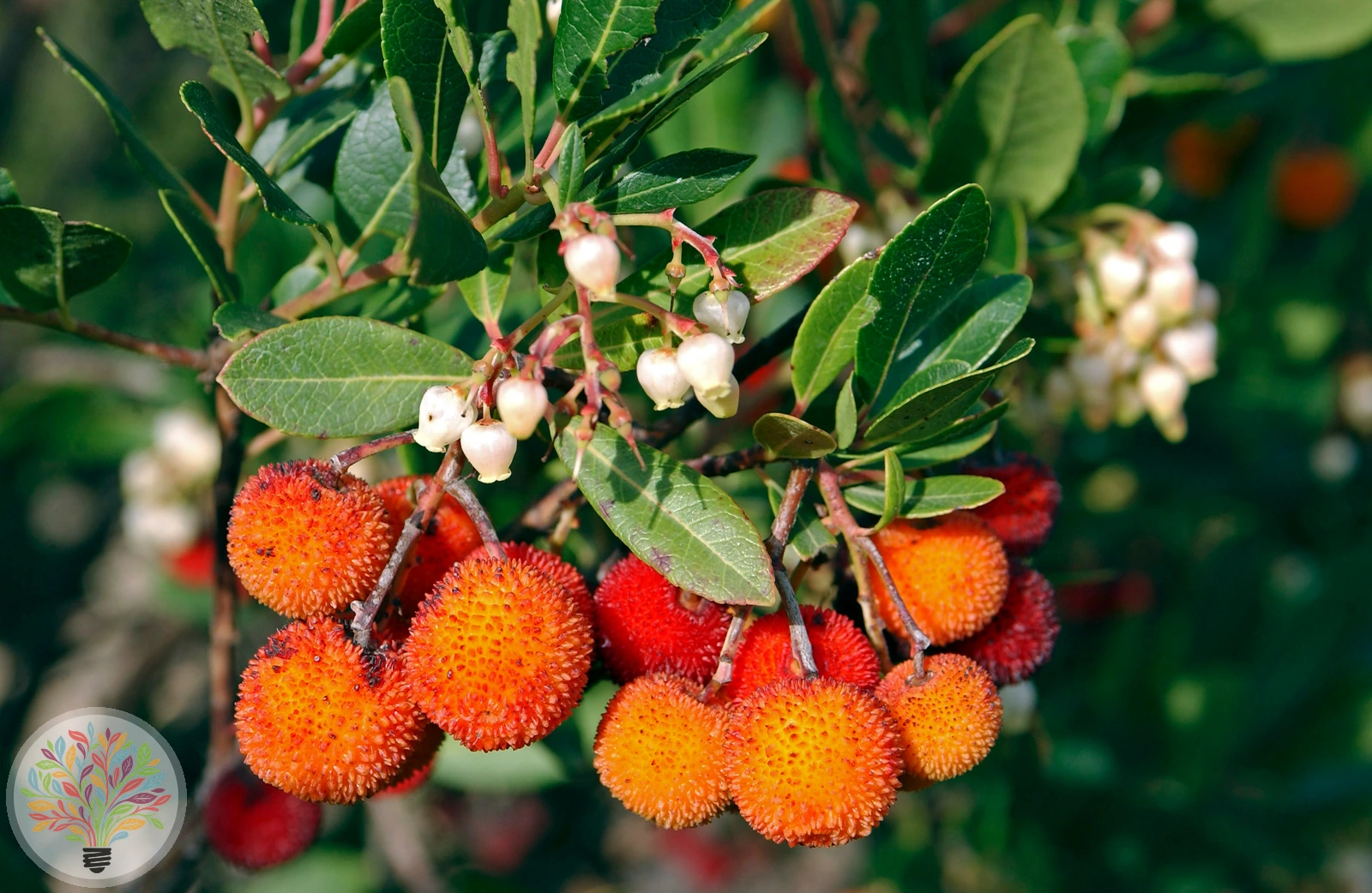 Arbutus unedo – Bild 2 von 5
