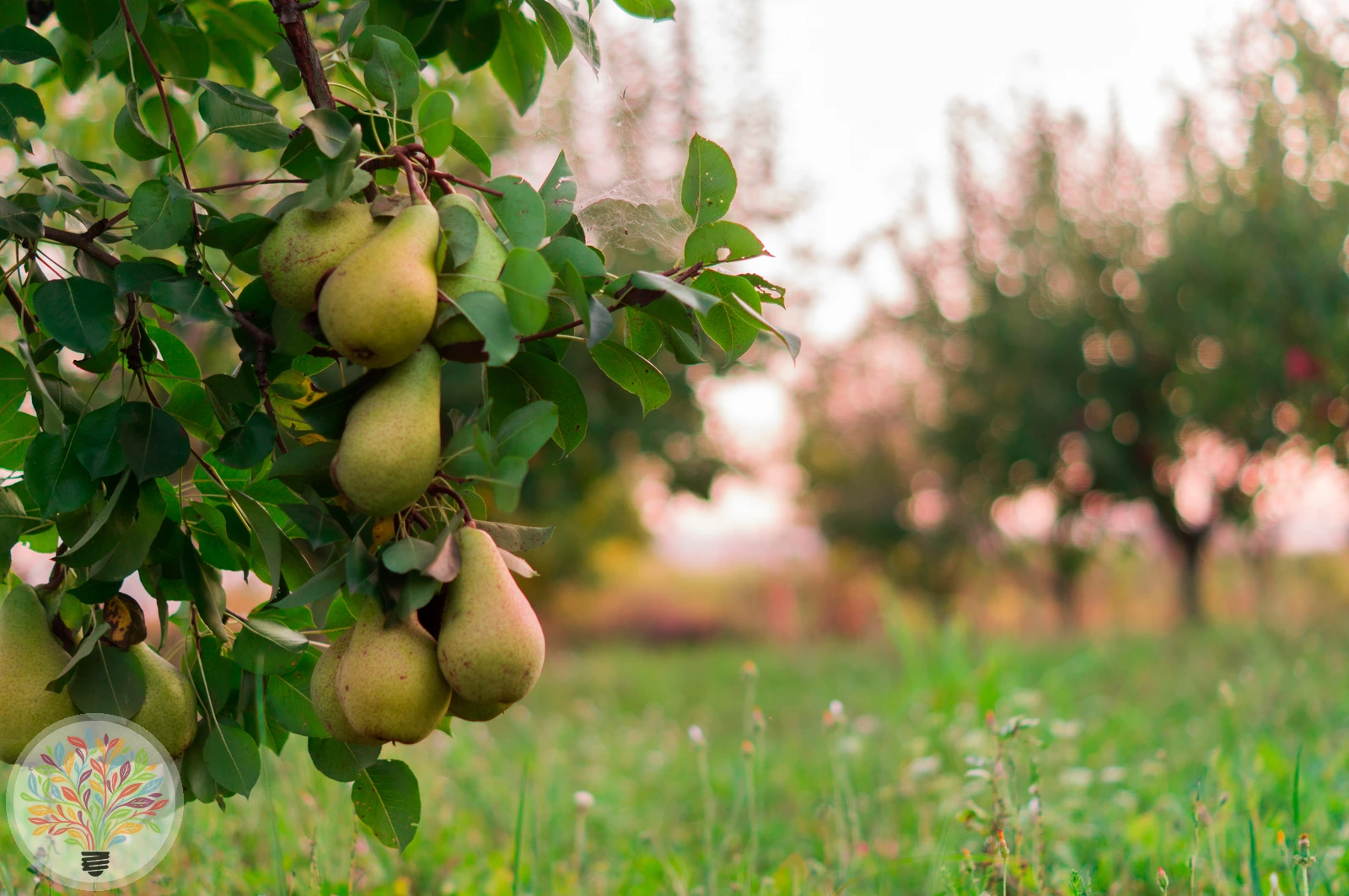 Pyrus communis – Afbeelding 9 van 18
